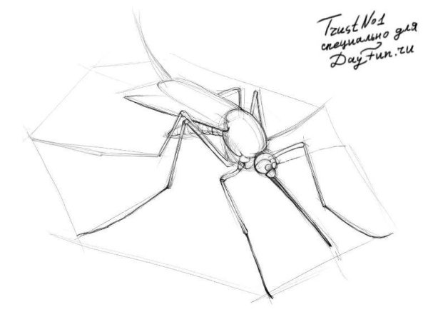 Комар черно белый