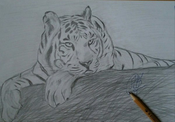 Большие рисунки на весь альбомный лист легкие