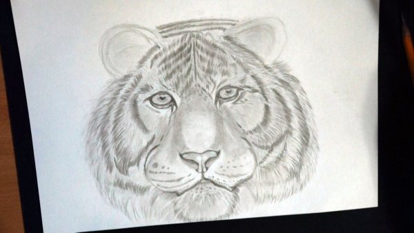 Рисунки на альбомном листе