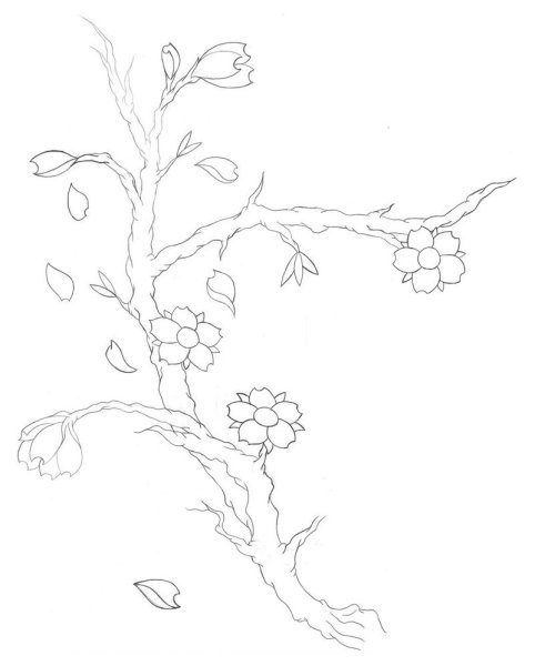 Ветка Сакуры