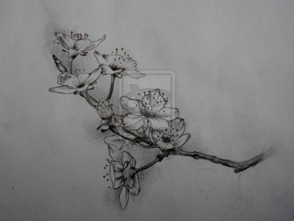 Сакура рисунок карандашом