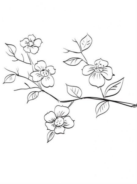 Сакура випшейдинг