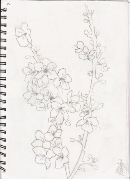 Ветка Сакуры рисунок карандашом