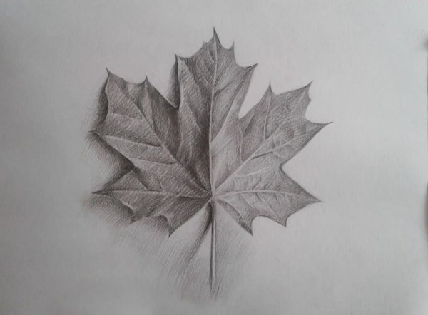 Рисование на листьях клена