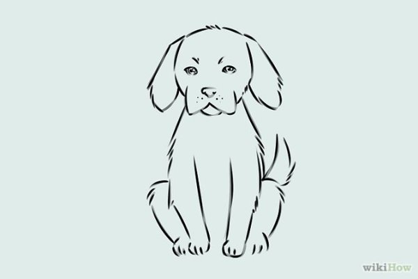 Раскраска собака лабрадор