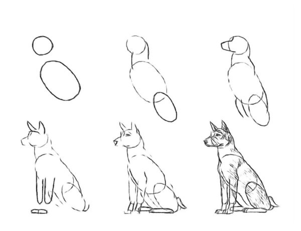 Восточноевропейская овчарка рисунок
