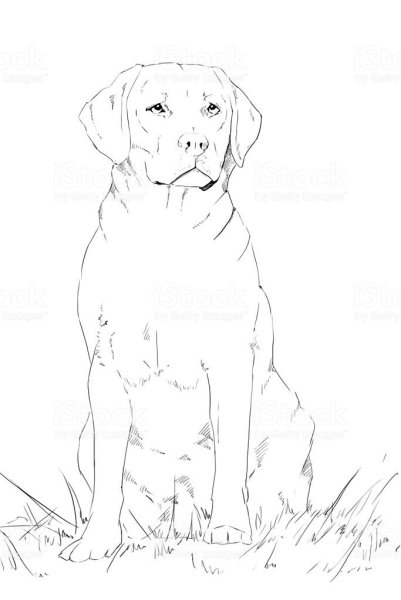 Ирландский сеттер раскраска