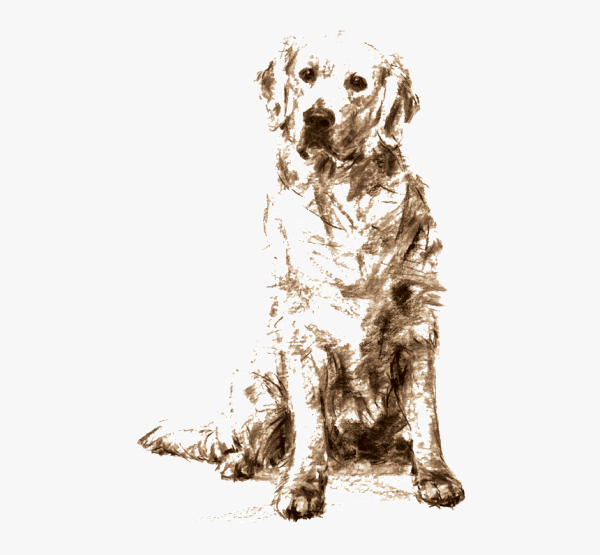 Овчарка профиль сбоку