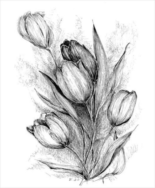 Эскиз розы карандашом