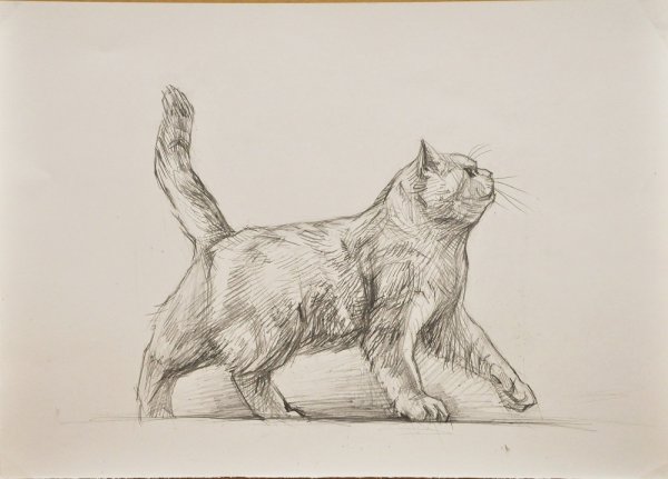 Кошка рисунок карандашом