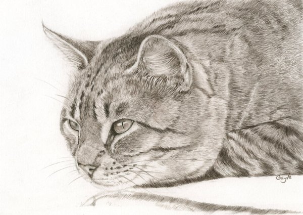 Карандашные иллюстрации