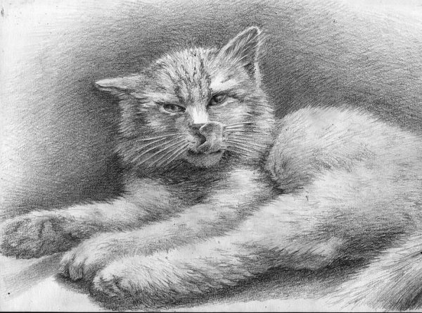 Котик карандашом