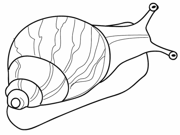 Моллюски раскраска