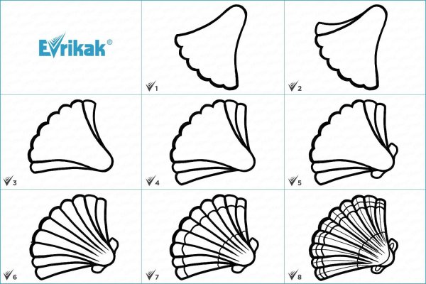 Ракушка рисунок карандашом