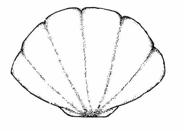 Ракушка контур