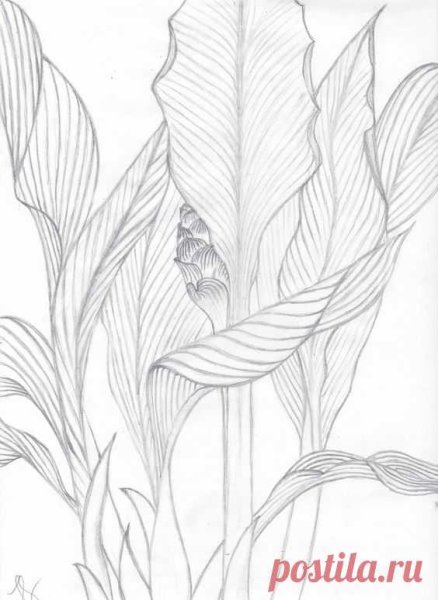 Рисунок розы для срисовки