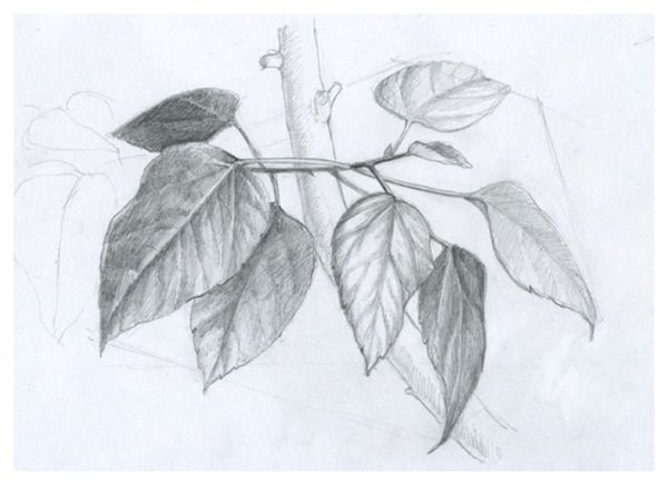 Рисование ветка березы