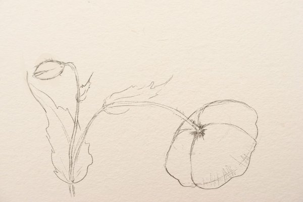 Кленовые листья для срисовки лёгкие