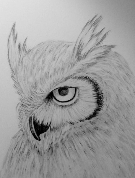 Сова рисунок