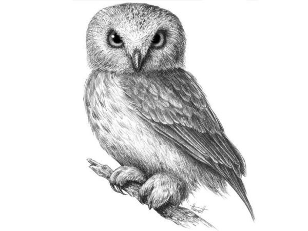 Сова рисунок