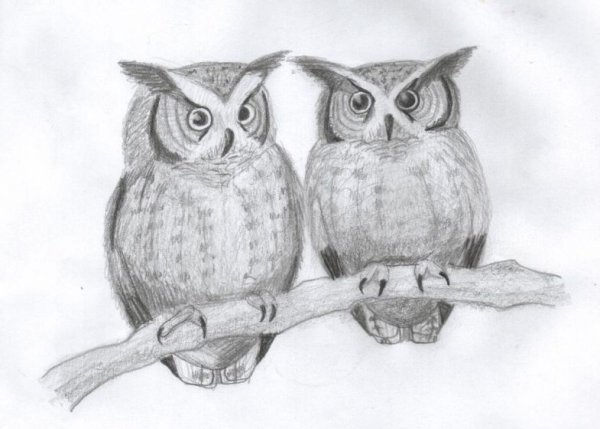 Красивые рисунки Совы