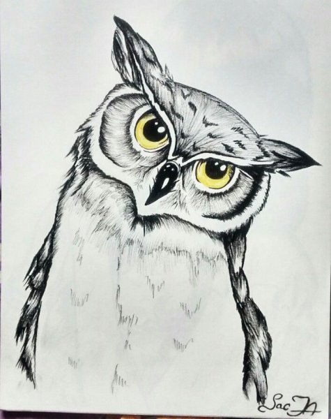 Сова карандашом