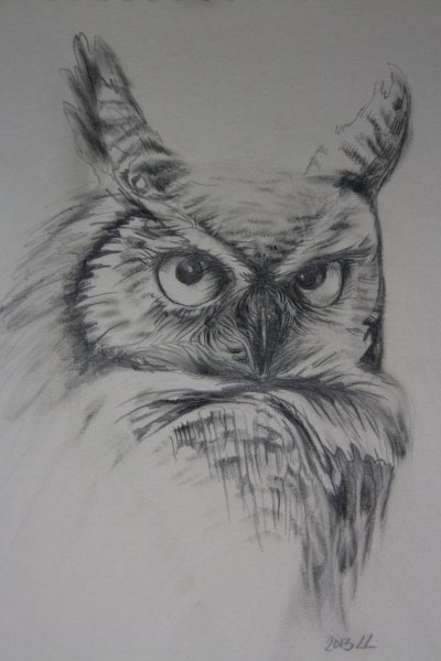 Сова карандашом
