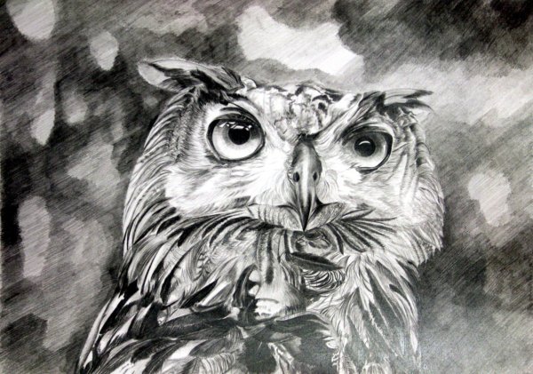 Сова сипуха анатомия