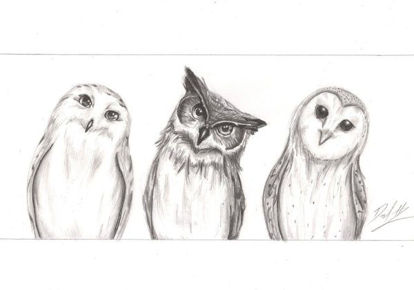 Экслибрис Сова