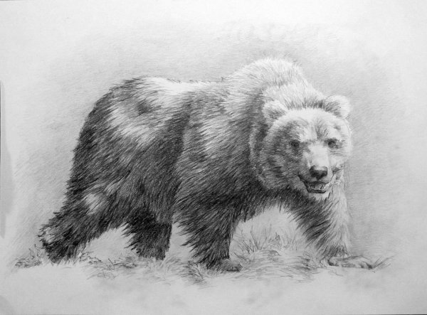 Рисунок медведя для срисовки