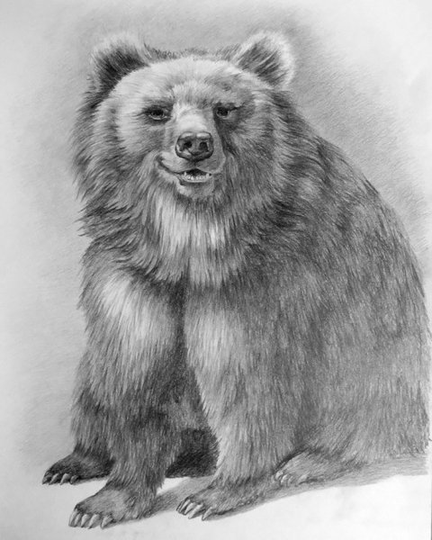 Эскиз медведя карандашом
