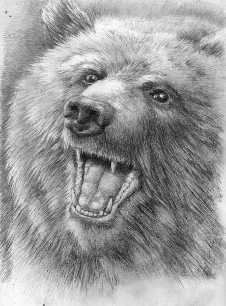 Рисунок медведя для срисовки