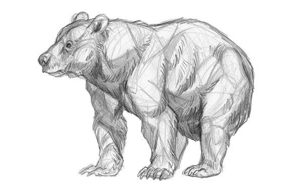 Медведь карандашом