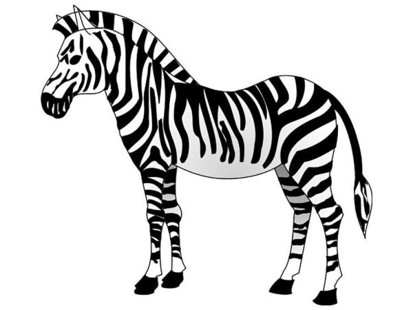 Зебра рисунок легкий
