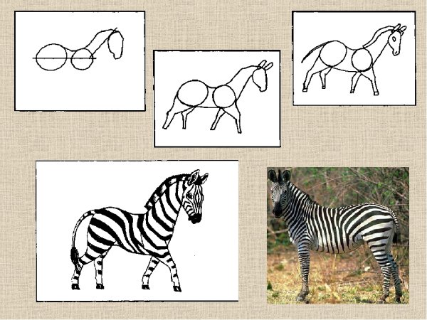 Зебра рисунок для детей карандашом