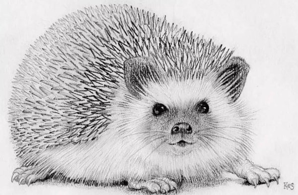 Ежик рисунок