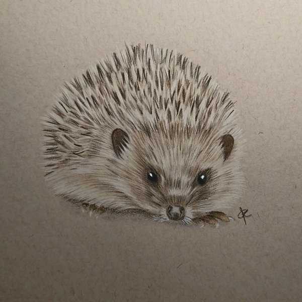 Ежик карандашом