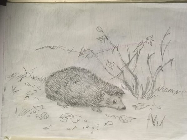 Ежик карандашом