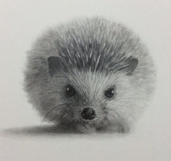 Ежик рисунок