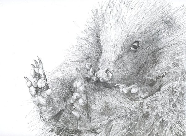 Набросок ежа