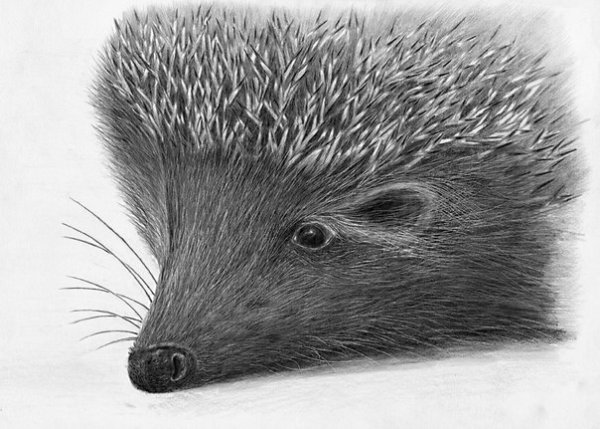 Еж карандашом