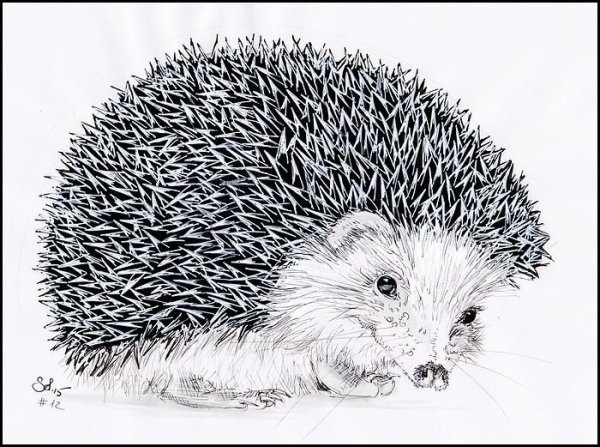 Милые рисунки карандашом ежика