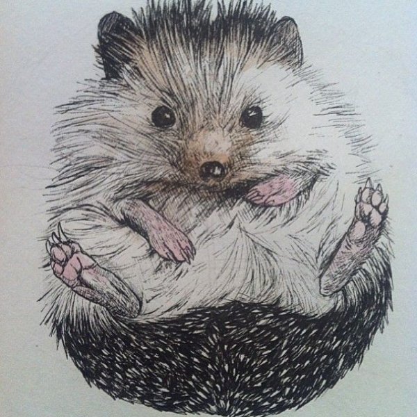 Раскраска Ежик с ежатами