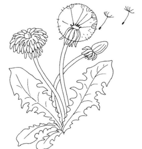 Раннецветущие растения одуванчик