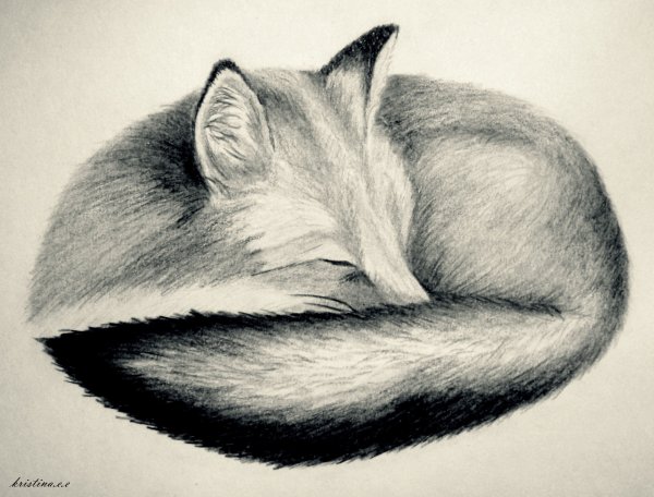 Лиса карандашом