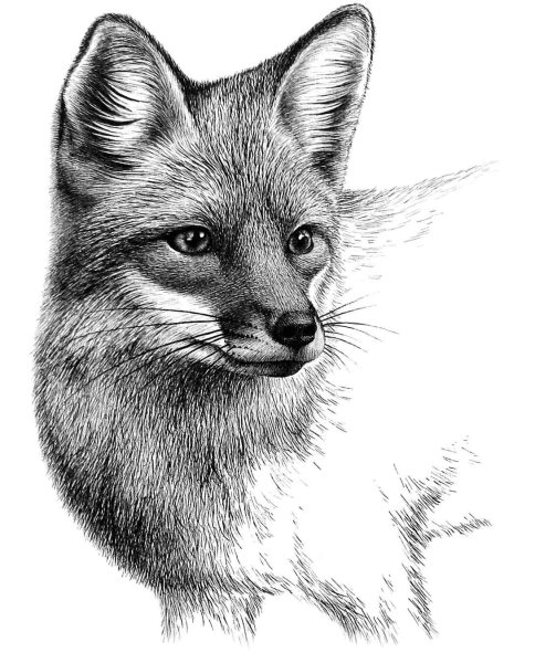 Картинки карандашом животные