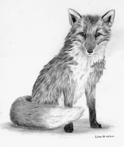 Рисунок лисы для срисовки