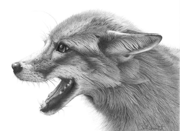 Карандашная Графика животные