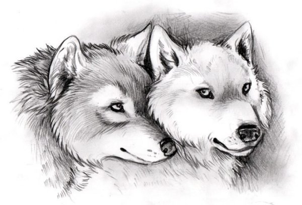 Волк карандашом
