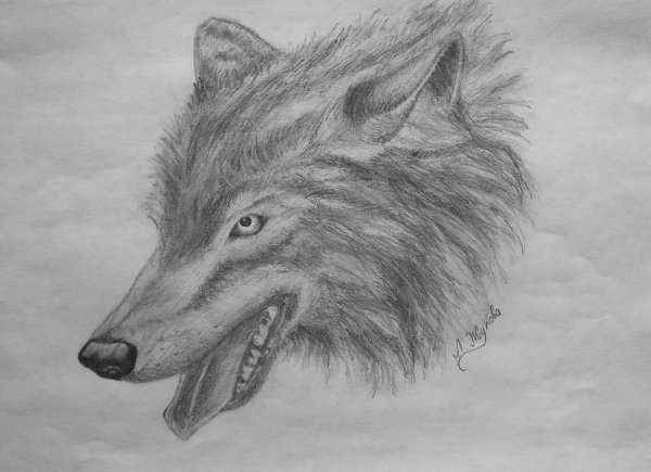 Морда волка